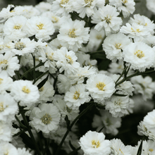 Load image into Gallery viewer, Yarrow, Pearl