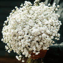 Load image into Gallery viewer, Yarrow, Pearl
