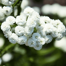 Load image into Gallery viewer, Yarrow, Pearl