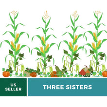 Load image into Gallery viewer, Three Sisters Seed Collection – Corn, Bean, Squash