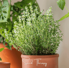 Load image into Gallery viewer, Thyme, German Winter
