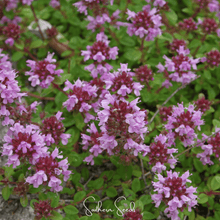 Load image into Gallery viewer, Thyme, Lemon