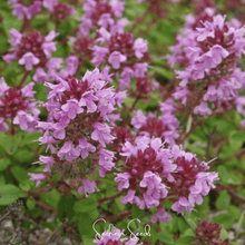 Load image into Gallery viewer, Thyme, Lemon