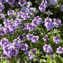 Load image into Gallery viewer, Thyme, Lemon