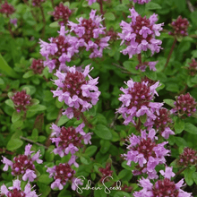 Load image into Gallery viewer, Thyme, Lemon