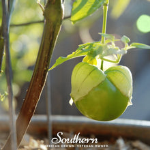 Load image into Gallery viewer, Tomatillo, Verde Rio Grande