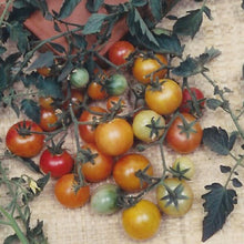 Load image into Gallery viewer, Tomato, Cherry Bi-Color - Organic