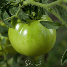 Load image into Gallery viewer, Tomato, Evergreen