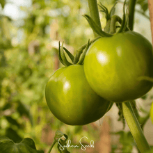 Load image into Gallery viewer, Tomato, Evergreen