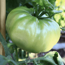 Load image into Gallery viewer, Tomato, Evergreen