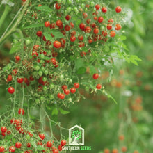 Load image into Gallery viewer, Tomato, Tomberry