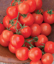 Load image into Gallery viewer, Tomato, Cherry Sweetie