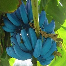 Load image into Gallery viewer, Banana, Musa Ice Cream (Blue Java)