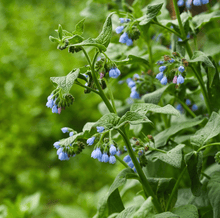 Load image into Gallery viewer, True Comfrey – 20 Seeds