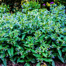 Load image into Gallery viewer, True Comfrey – 20 Seeds