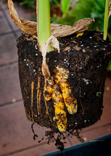 Load image into Gallery viewer, Turmeric, Orange