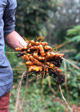 Load image into Gallery viewer, Turmeric, Orange