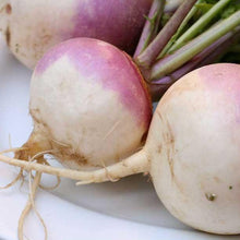 Load image into Gallery viewer, Turnip, Purple Top White Globe - Organic