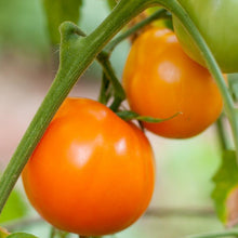 Load image into Gallery viewer, Tomato, Valencia - Organic