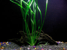 Load image into Gallery viewer, Florida 10 Species Live Aquarium Plants Bundle