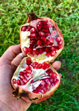 Load image into Gallery viewer, Pomegranate, Vietnamese Pink