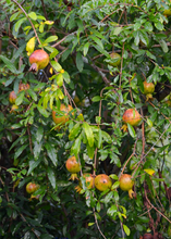 Load image into Gallery viewer, Pomegranate, Vietnamese Pink