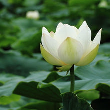 Load image into Gallery viewer, Lotus, Open Mouth Bonsai