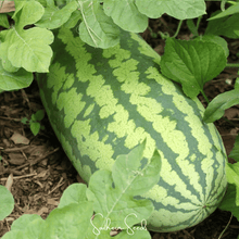 Load image into Gallery viewer, Watermelon, Congo