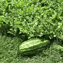 Load image into Gallery viewer, Watermelon, Congo