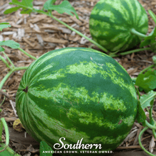 Load image into Gallery viewer, Watermelon, Crimson Sweet