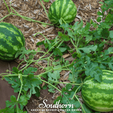 Load image into Gallery viewer, Watermelon, Crimson Sweet