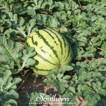 Load image into Gallery viewer, Watermelon, Dixie Queen