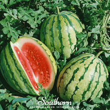Load image into Gallery viewer, Watermelon, Dixie Queen