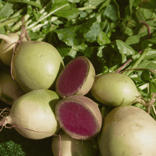 Load image into Gallery viewer, Radish, Watermelon
