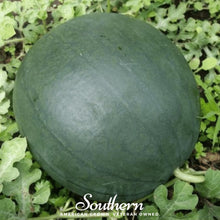 Load image into Gallery viewer, Watermelon, Sugar Baby