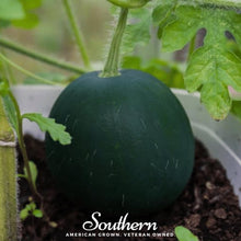 Load image into Gallery viewer, Watermelon, Sugar Baby