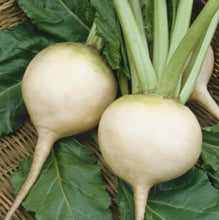 Load image into Gallery viewer, Beet, White Albino