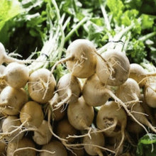 Load image into Gallery viewer, Beet, White Albino