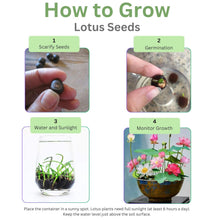 Load image into Gallery viewer, Lotus, Premium Purple Seeds