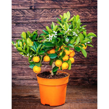 Load image into Gallery viewer, Orange, CA Honey Mandarin