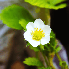 Load image into Gallery viewer, Strawberry, White Soul