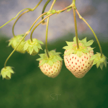 Load image into Gallery viewer, Strawberry, White Soul