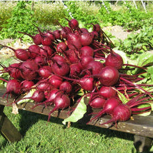 Load image into Gallery viewer, Beet, Early Wonder Tall - Organic