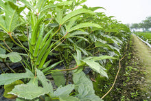 Load image into Gallery viewer, Okra, Clemson Spineless