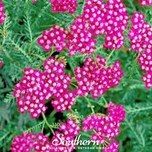 Load image into Gallery viewer, Yarrow, Cerise Queen