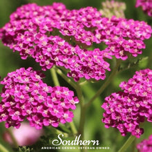Load image into Gallery viewer, Yarrow, Cerise Queen