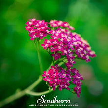 Load image into Gallery viewer, Yarrow, Cerise Queen