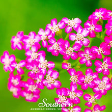 Load image into Gallery viewer, Yarrow, Cerise Queen