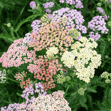 Load image into Gallery viewer, Yarrow, Colorado Mix
