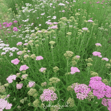 Load image into Gallery viewer, Yarrow, Colorado Mix